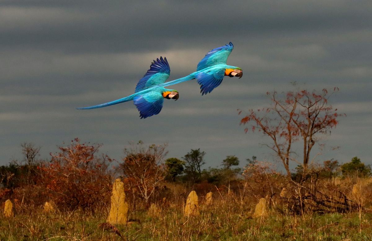 "MACAW LANDSCAPE." (Courtesy of <a href="http://www.christianspencer.pro.br/PhotosNEW/index.html">Christian Spencer</a>)