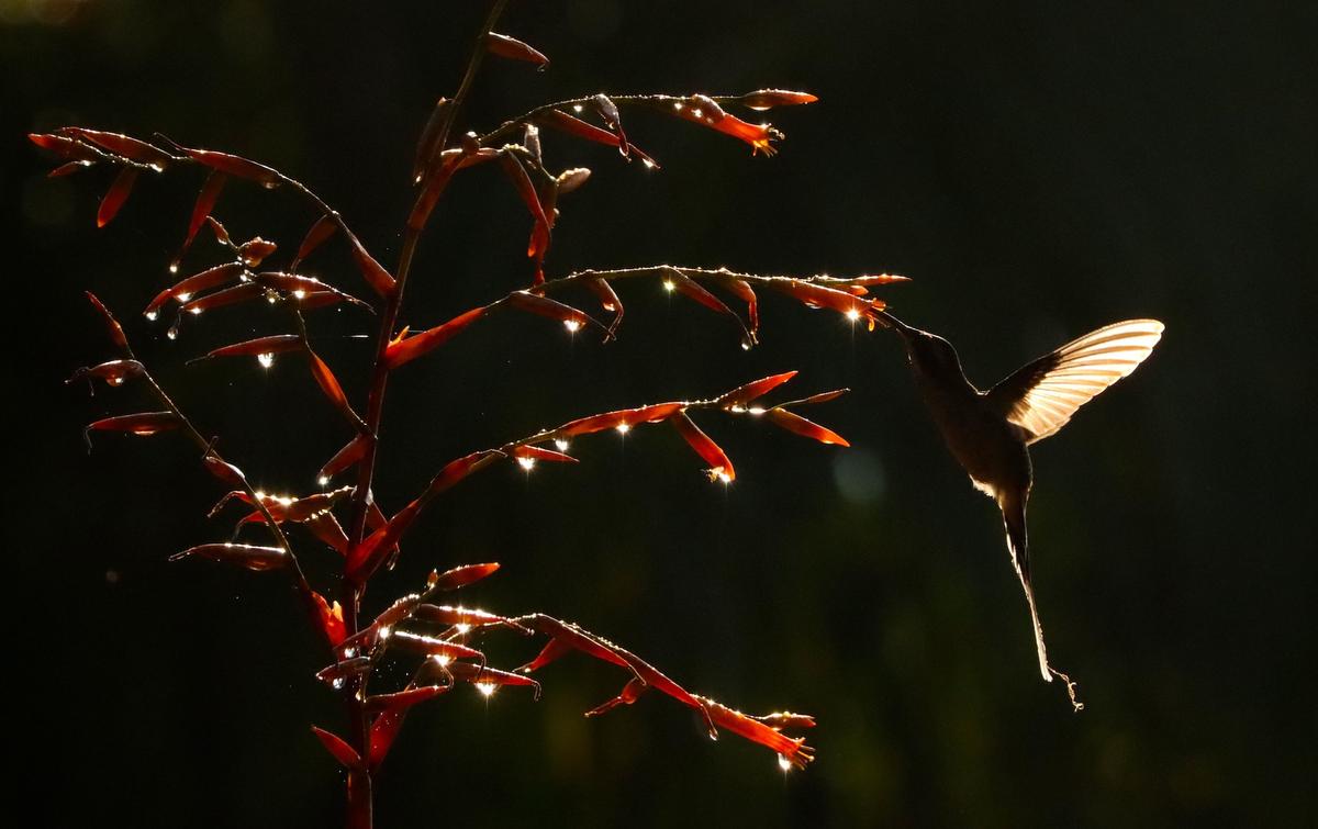 "MORNING HUMMINGBIRD DEWDROPS." (Courtesy of <a href="http://www.christianspencer.pro.br/PhotosNEW/index.html">Christian Spencer</a>)