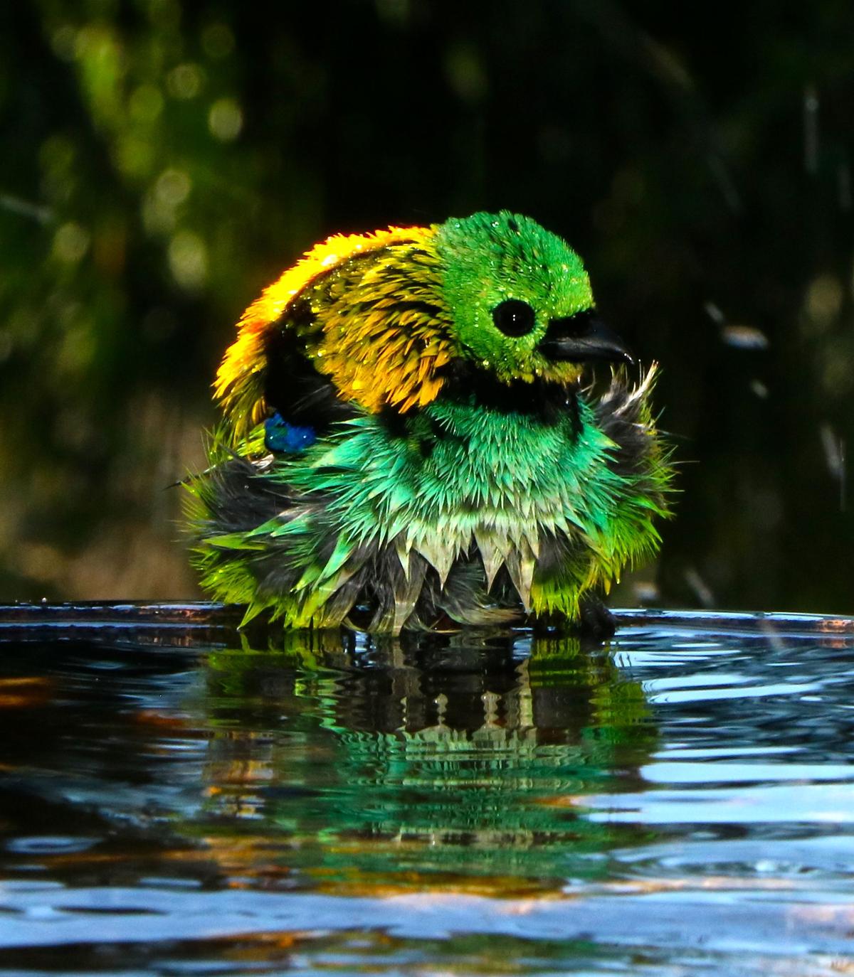"TANAGER REFLECTIONS." (Courtesy of <a href="http://www.christianspencer.pro.br/PhotosNEW/index.html">Christian Spencer</a>)