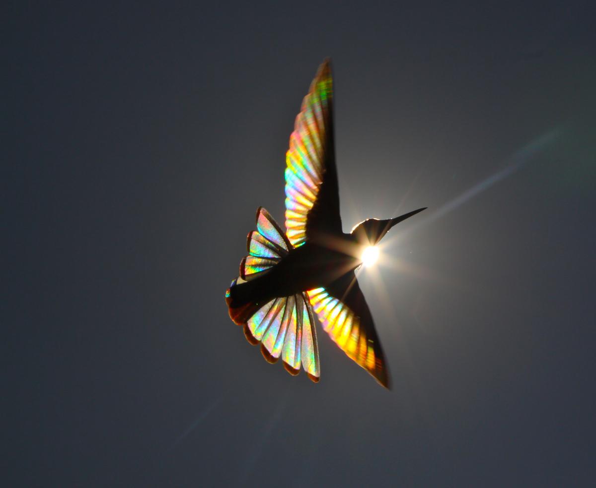 "WINGS OF LIGHT." (Courtesy of <a href="http://www.christianspencer.pro.br/PhotosNEW/index.html">Christian Spencer</a>)