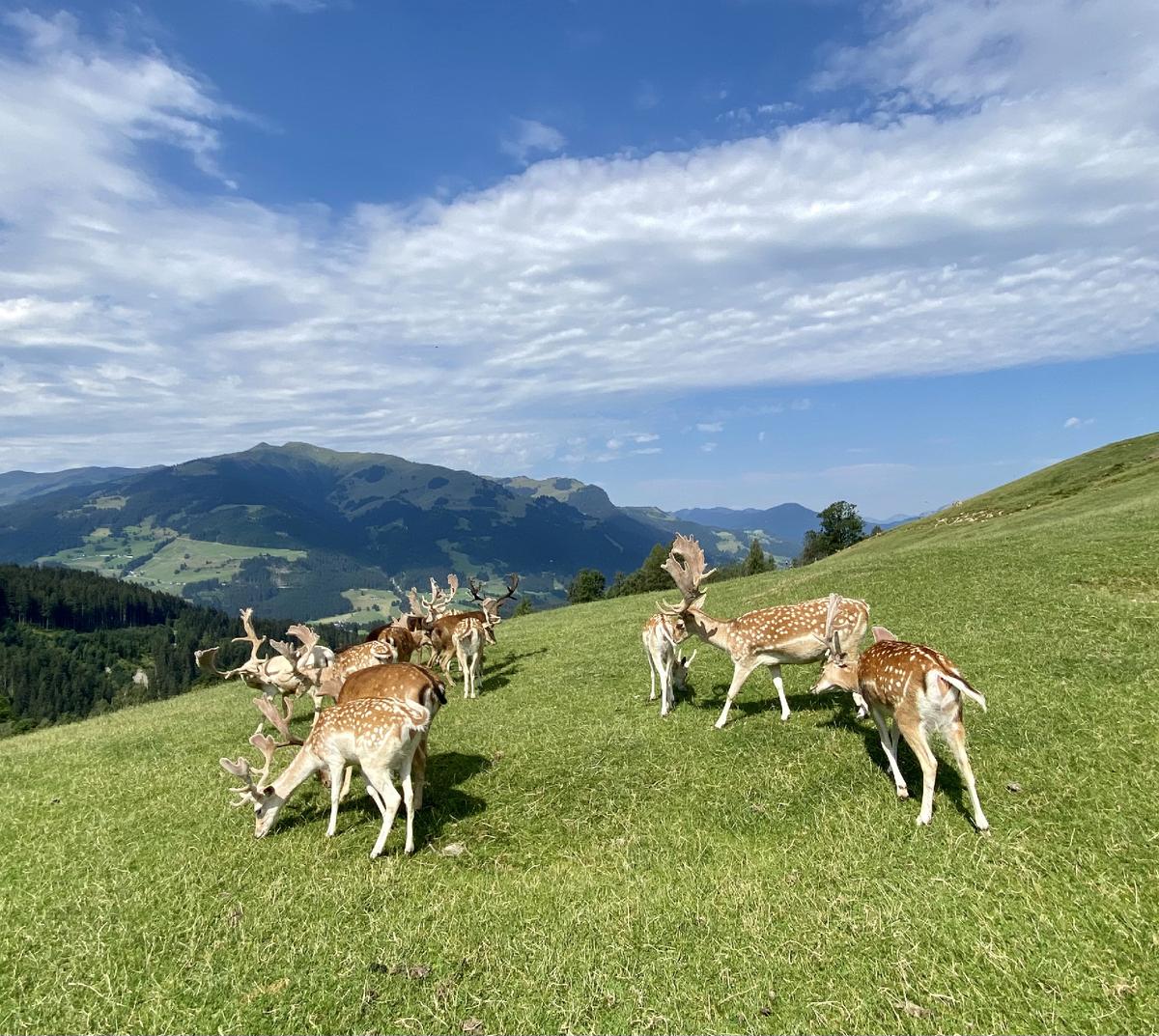 Deer graze at the Wildpark Aurachhe near Kitzbühel in Austria’s Tyrolean Alps. (Margot Black)