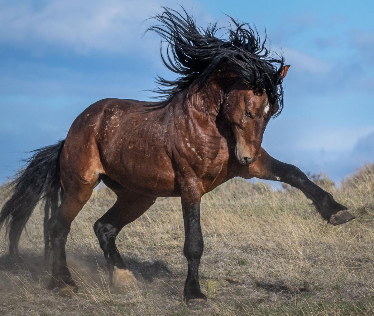 A beautiful McCullough Peaks stallion lets his displeasure be known through his powerful posturing. This HMA (Herd Management Area) is near Cody, Wyoming. (Courtesy of <a href="https://www.instagram.com/swgoudge/">Susan Goudge</a>)