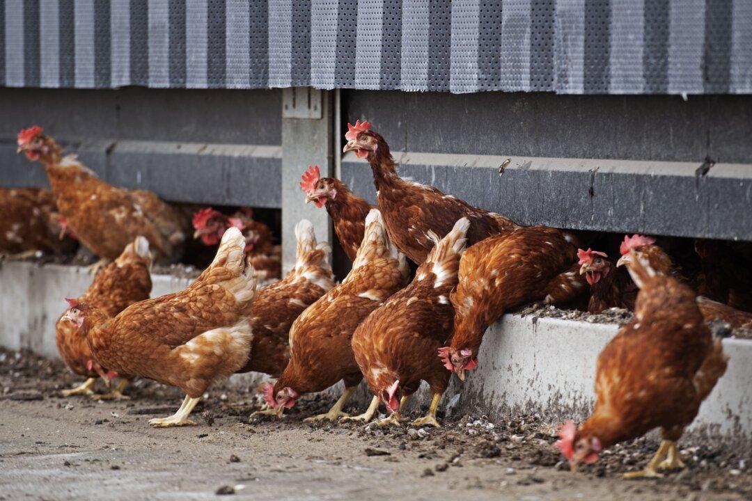 Salmonella Outbreak Linked to Poultry Continues to Spread Nationwide as 13 Cases Hit Washington