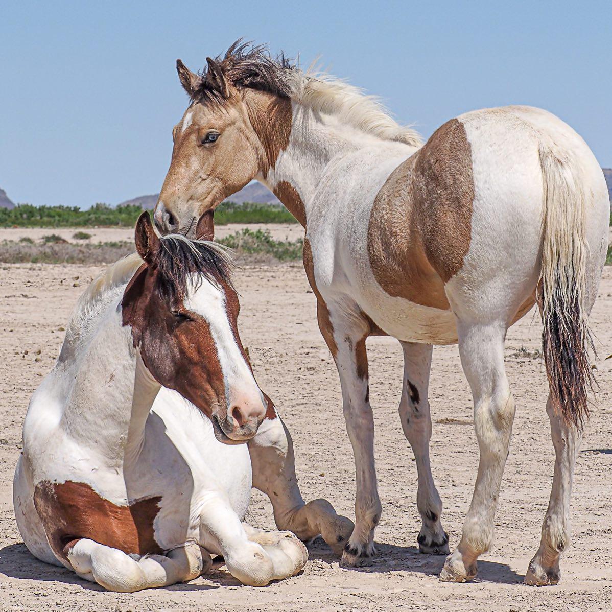 Brother-sister duo, Jasper and the Blue-eyed Filly rest together several years ago. They are Onaqui wild horses, located in Utah. (Courtesy of <a href="https://www.instagram.com/swgoudge/">Susan Goudge</a>)