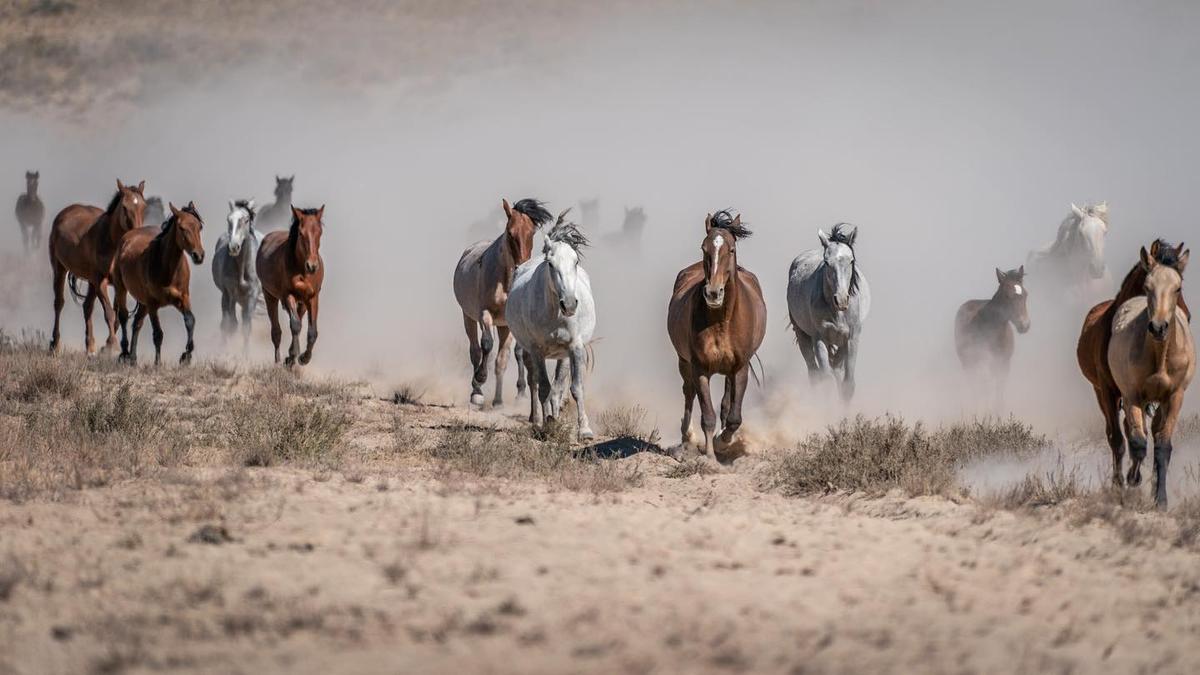 The Onaqui north herd creates a tremendous dust cloud as they race to the water. (Courtesy of <a href="https://www.instagram.com/swgoudge/">Susan Goudge</a>)