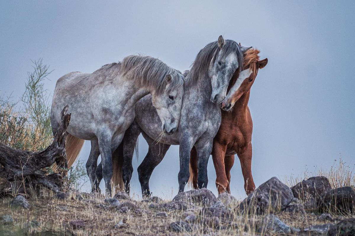 Salt River stallions greet one another on a rocky cliff top in Arizona. (Courtesy of <a href="https://www.instagram.com/swgoudge/">Susan Goudge</a>)