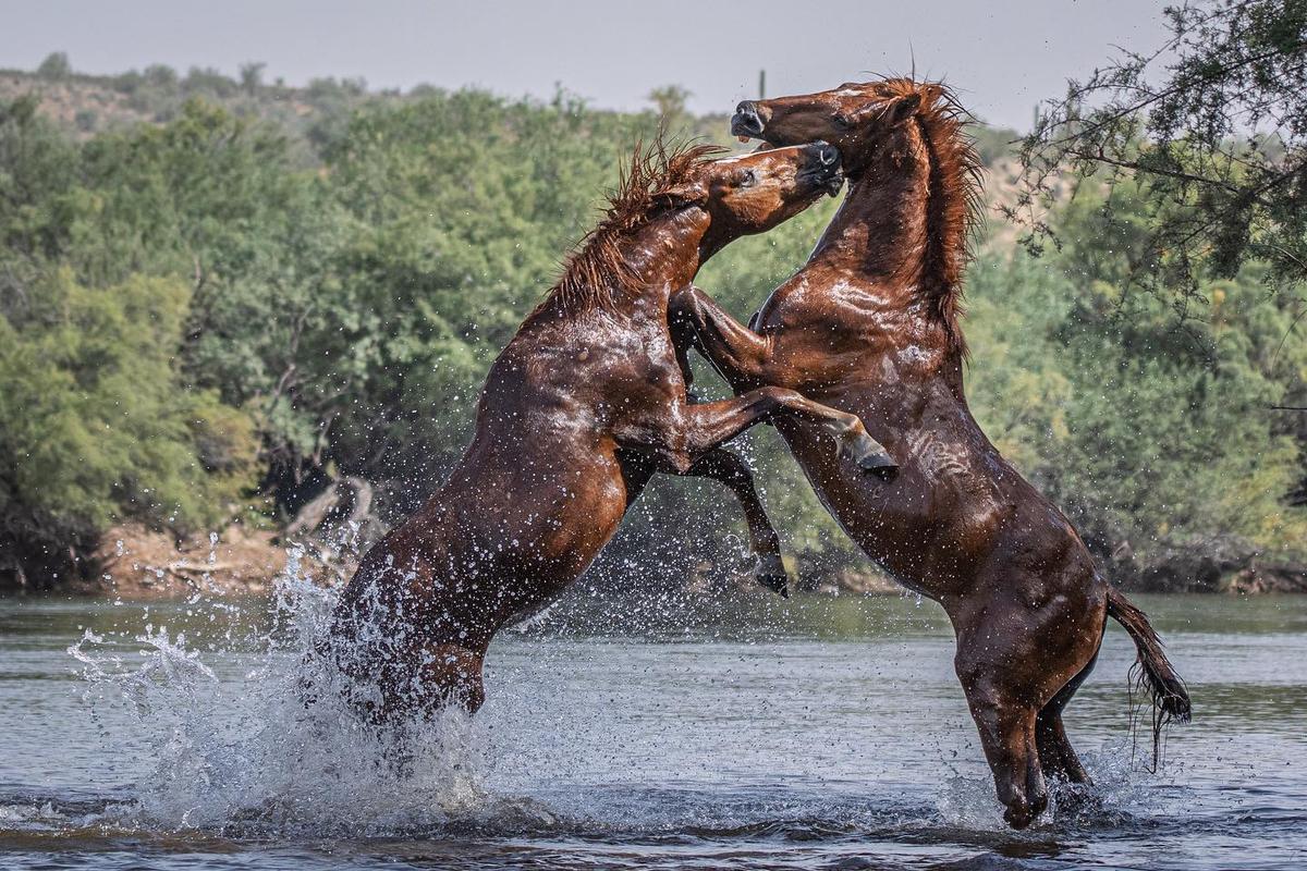 Two stallions having a disagreement while in the Salt River in Arizona. (Courtesy of <a href="https://www.instagram.com/swgoudge/">Susan Goudge</a>)