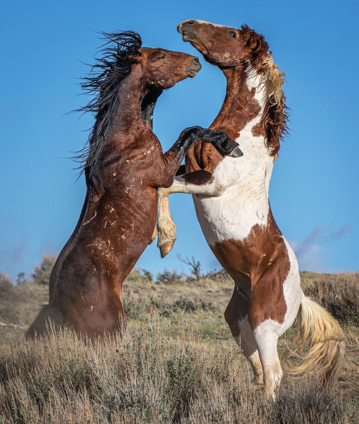 McCullough Peaks stallions show off their muscular agility as they spar with one another. (Courtesy of <a href="https://www.instagram.com/swgoudge/">Susan Goudge</a>)