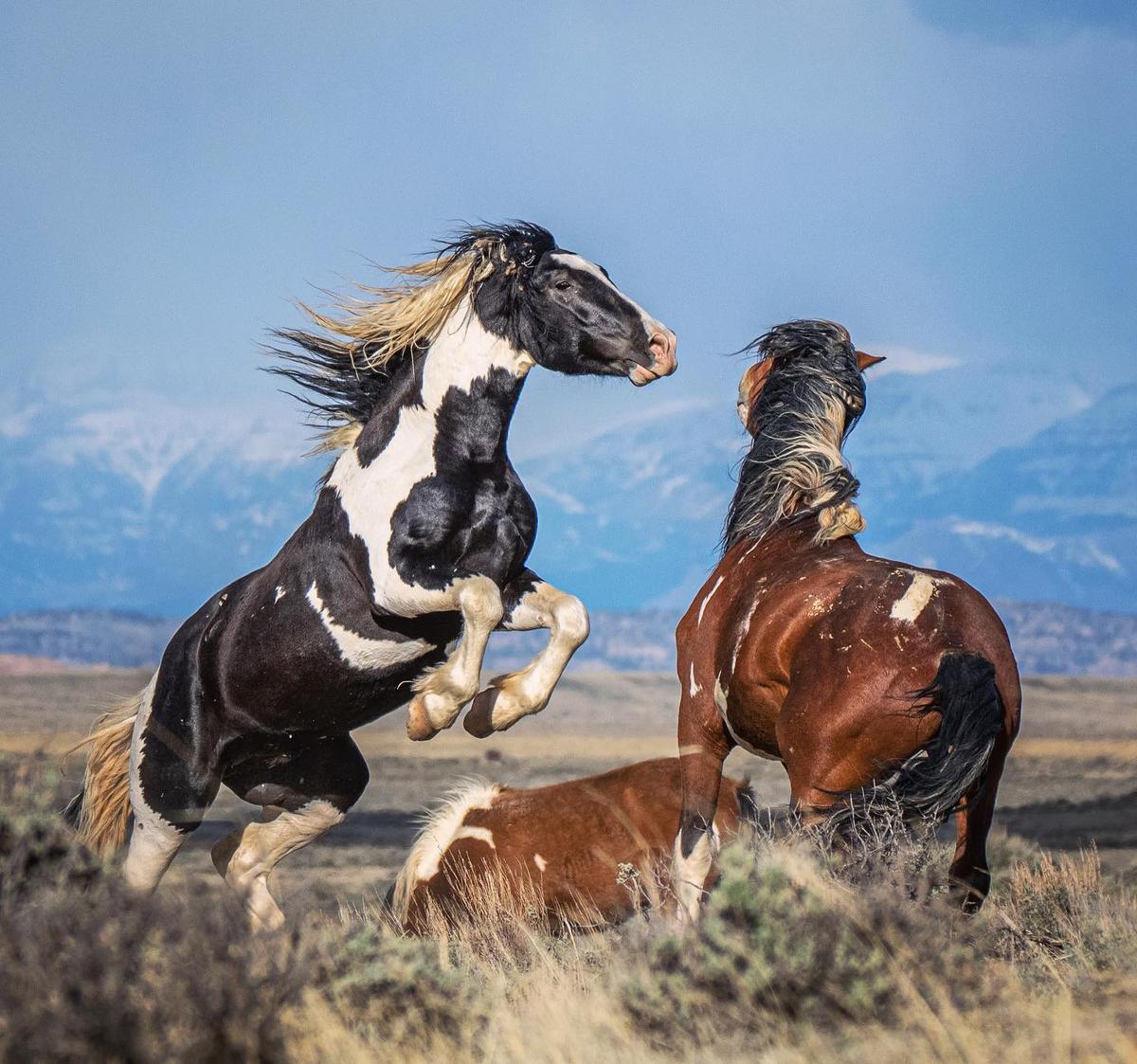 Springtime sparring at McCullough Peaks, with snow-capped peaks in the background. (Courtesy of <a href="https://www.instagram.com/swgoudge/">Susan Goudge</a>)