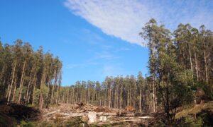 Early Axing of Logging Falls Hard on Victorian Timber Towns