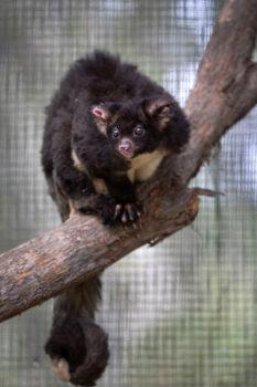 A rehabilitated greater glider possum is seen in the Higher Ground Raptor Centre in Bomaderry, Australia, on Jan. 28, 2020. (John Moore/Getty Images)