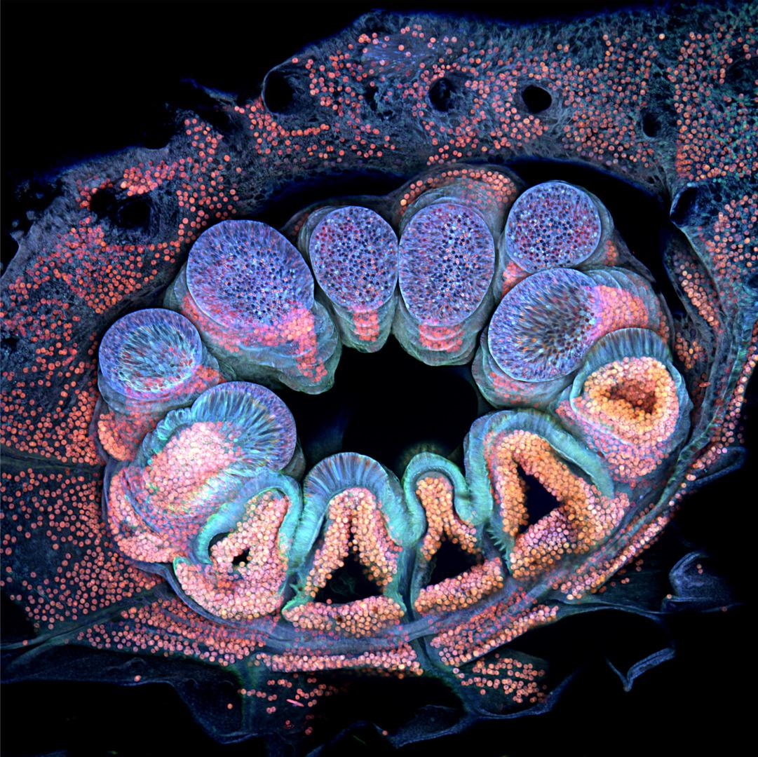 Autofluorescence of a single coral polyp, taken by Brett M. Lewis. (Courtesy of Brett M. Lewis and Nikon Small World)