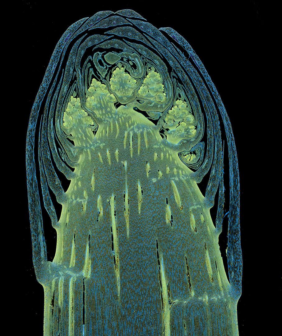 Longitudinal section through a white asparagus shoot tip, taken by Dr. Olivier Leroux. (Courtesy of Dr. Olivier Leroux and Nikon Small World)