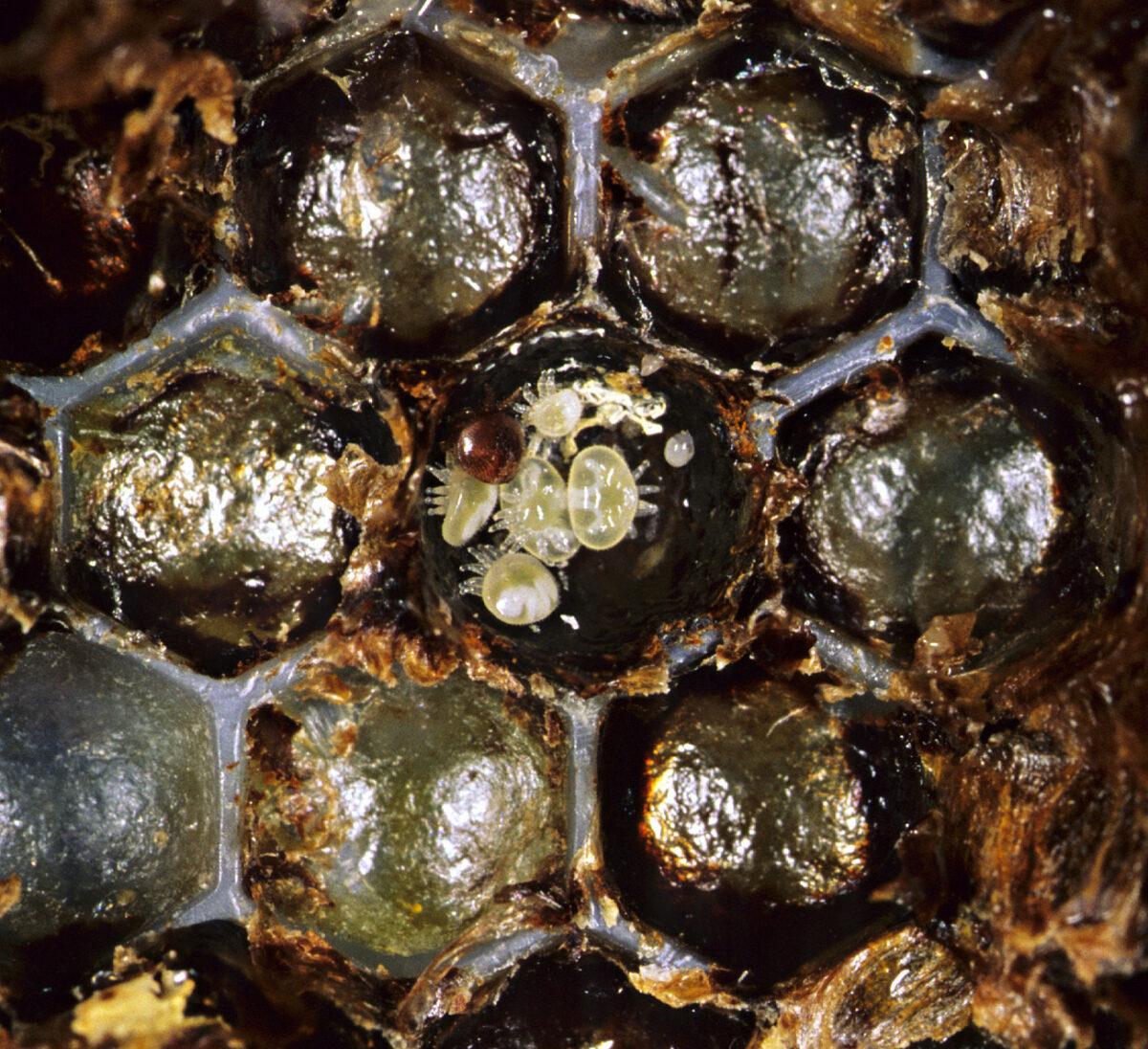 An undated supplied photo of a Varroa mite mother and its offspring inside a bee colony. (AAP Image/Denis Anderson)