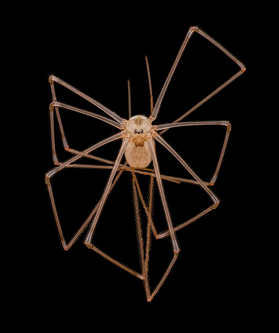 Long-bodied cellar/daddy long-legs spider (<span class="font6">pholcus phalangioides</span><span class="font5">), taken by Dr. Andrew Posselt.<. (Courtesy of Dr. Andrew Posselt and Nikon Small World)</span>