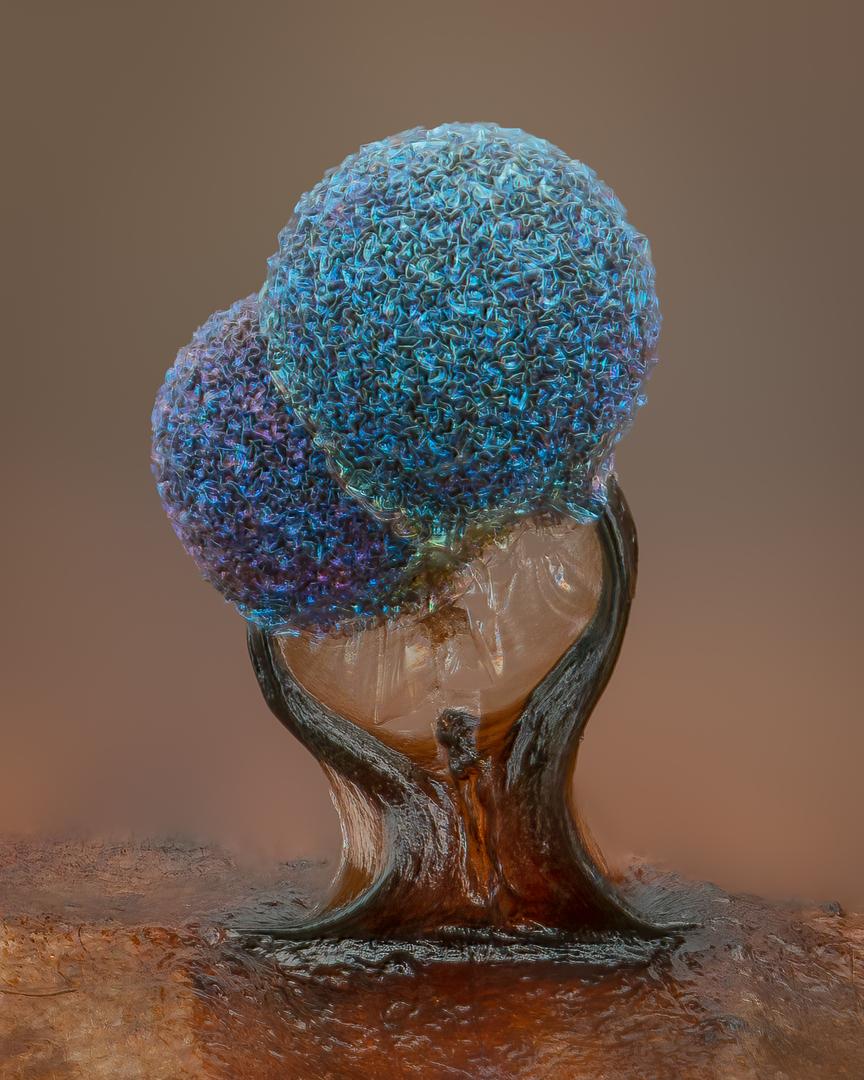 Slime mold (l<span class="font6">amproderma</span><span class="font5">), taken by Alison Pollack. (Courtesy of Alison Pollack and Nikon Small World)</span>