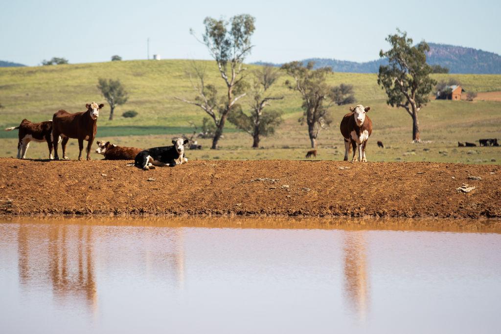 Cattle stand on the bank of a farm dam on a property between Tamworth and Gunnedah in northwest New South Wales in Gunnedah, Australia on May 4, 2020. (Mark Kolbe/Getty Images)