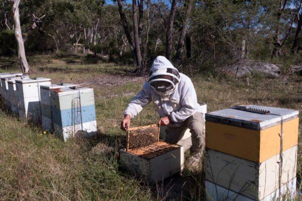 Beekeeper Sven Stephan processing honeycombs at an apiary in the New South Wales town of Somersby, on April 20, 2021. (Gregory Plesse/AFP via Getty Images)