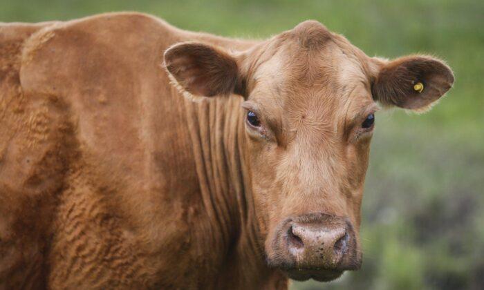 Dutch Government Reports 1 Case of Mad Cow Disease on Farm