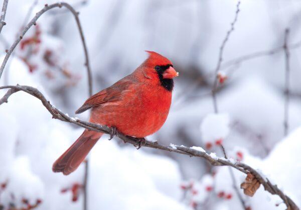 A redbird, a Northern Cardinal, is one of the main characters in this enchanting Christmas classic. (Shoriful_is/Shutterstock)