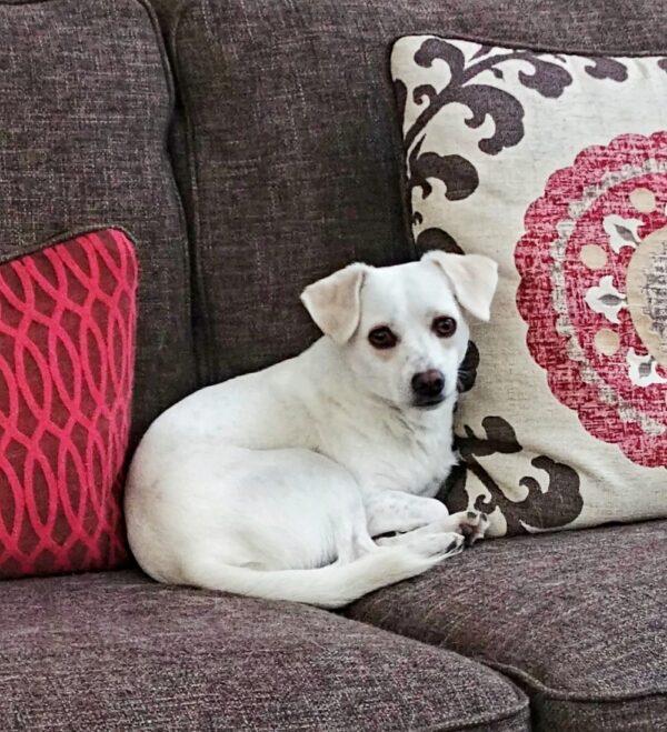 Stewie (acupuncturetwincities.com)