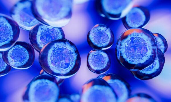 Stem cells come into play when we need to repair cells that are damaged due to various diseases and injuries. (File photo/Shutterstock)
