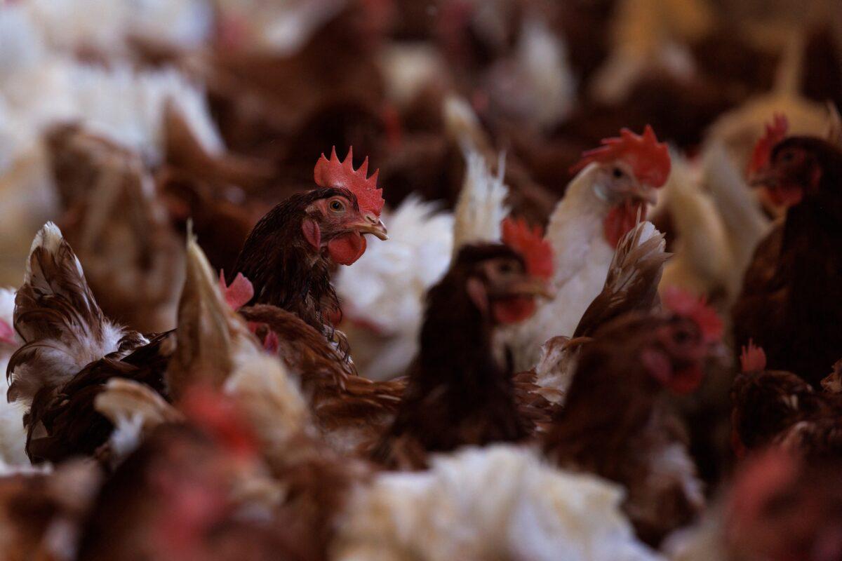 Cage-free chickens inside a facility at Hilliker's Ranch Fresh Eggs in Lakeside, Calif., on April 19, 2022. (Mike Blake/Reuters)