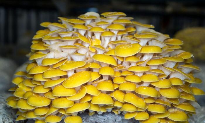 The Fungi Future Is Here — at an Urban Mushroom Farm Just South of Downtown LA