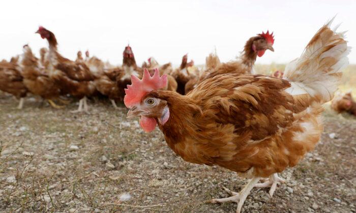 Bird Flu Prompts Slaughter of 1.8 Million Chickens in Nebraska