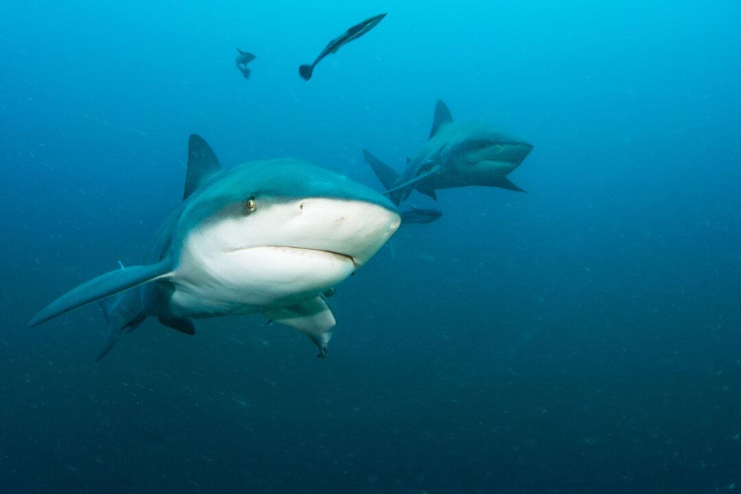 Commentary: There Are Those Who Get out of the Water When There’s a Shark, and Those Who Get In