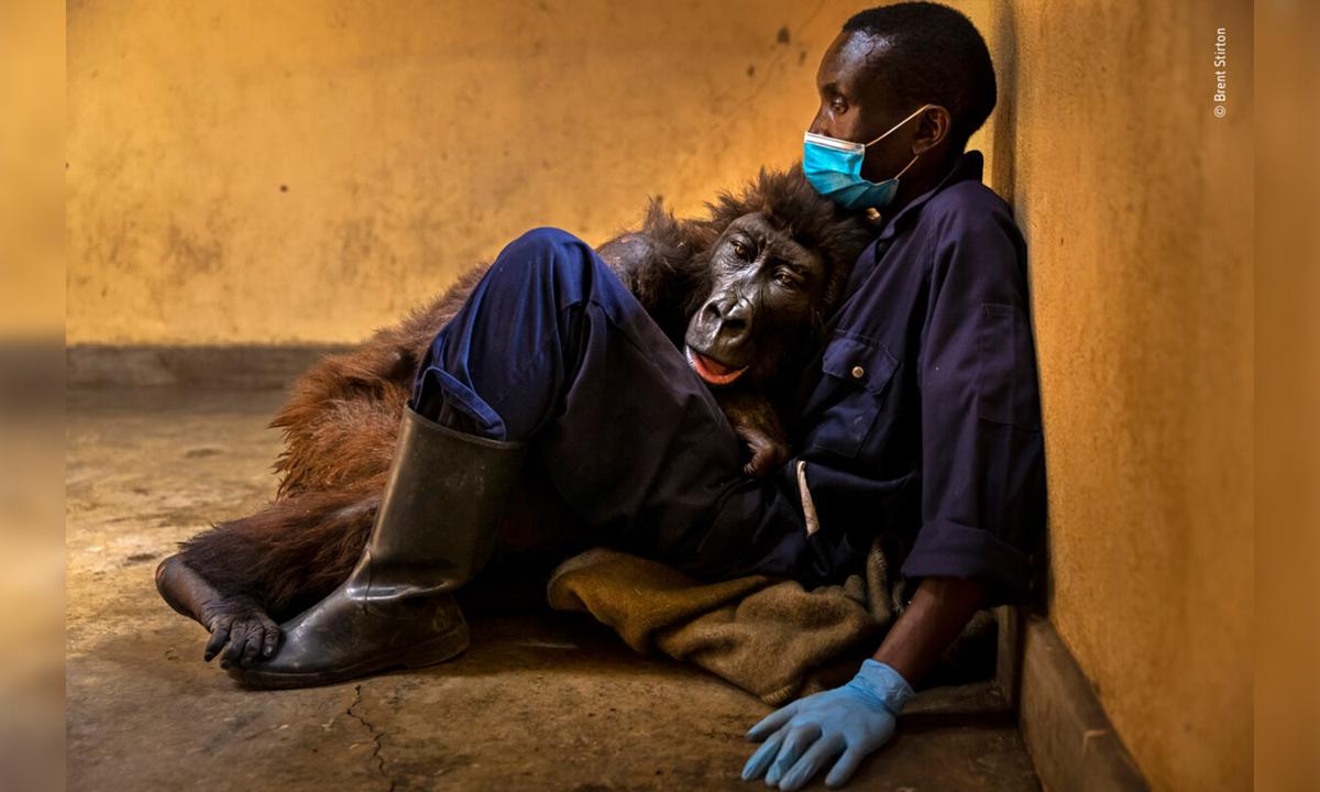 Wildlife Photographer of the Year 2022: Winning Photos of Once-in-a-Lifetime Moments
