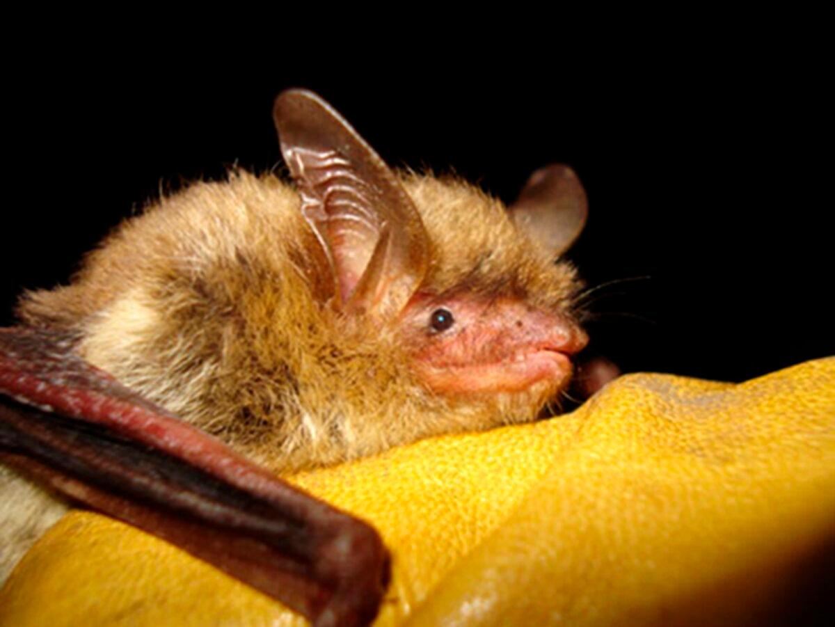 A northern long-eared bat in an undated photo. (Wisconsin Department of Natural Resources via AP)
