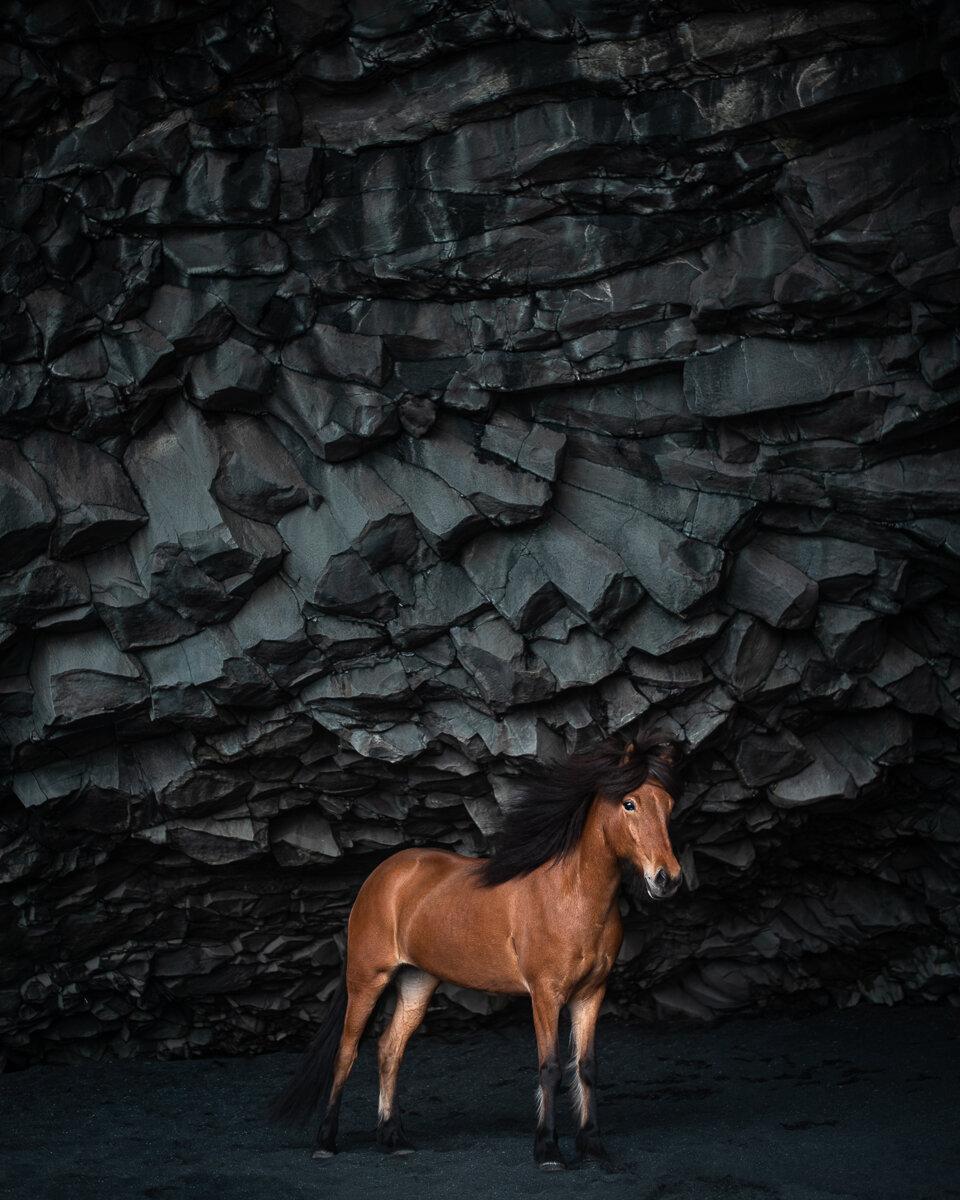 A horse at Reynisfjara's black sand beach with majestic rock formations in the background. (Courtesy of <a href="https://www.petramarita.is/">Petra Marita</a>)
