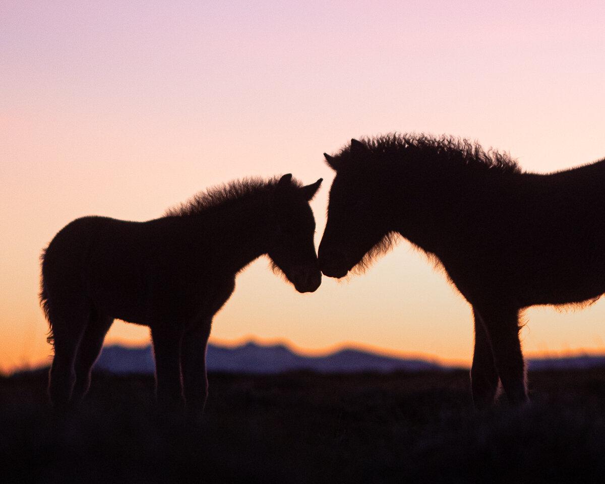 Two foals interacting with each other for the first time. (Courtesy of <a href="https://www.petramarita.is/">Petra Marita</a>)