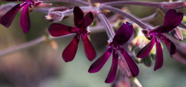 Pelargonium sidoides (David OBrien/Shutterstock)