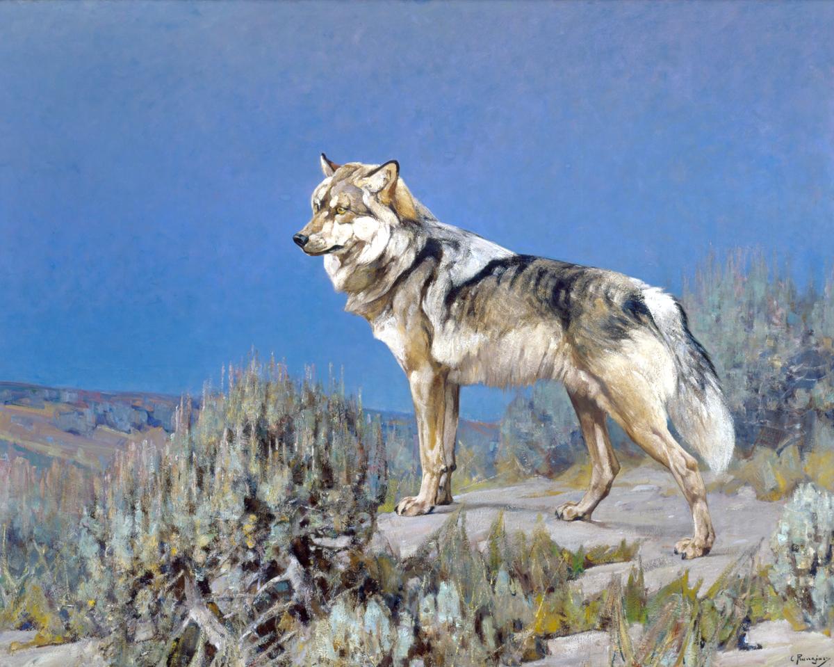 Carl Rungius (Germany, 1869–1959), "Gray Wolf," Wyoming, 1927. Oil on canvas. 60 inches by 75 inches. Gift of the Jackson Hole Preserve, National Museum of Wildlife. (Copyright estate of Carl Rungius)