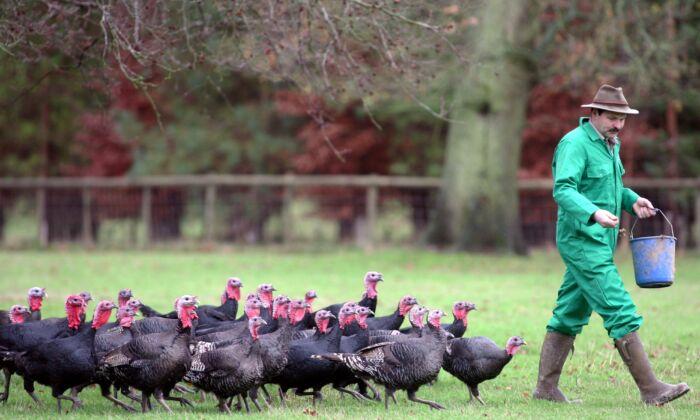 Bird Flu Wipes out Half of UK’s Christmas Free-Range Turkeys