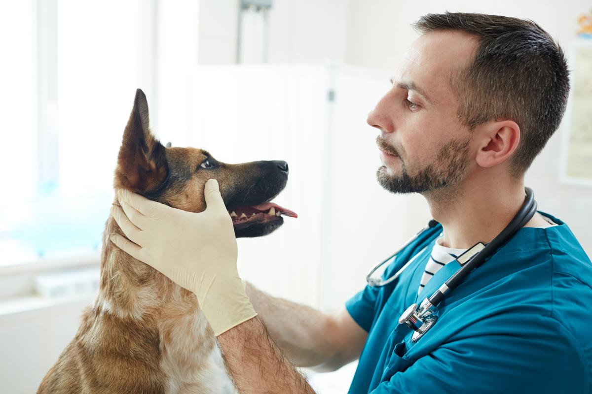 Dog’s Red Eye Needs Immediate Care