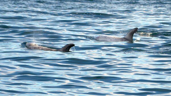 Scarring is plainly visible on the bodies of these Risso’s dolphins. (Courtesy of Chris Gough)