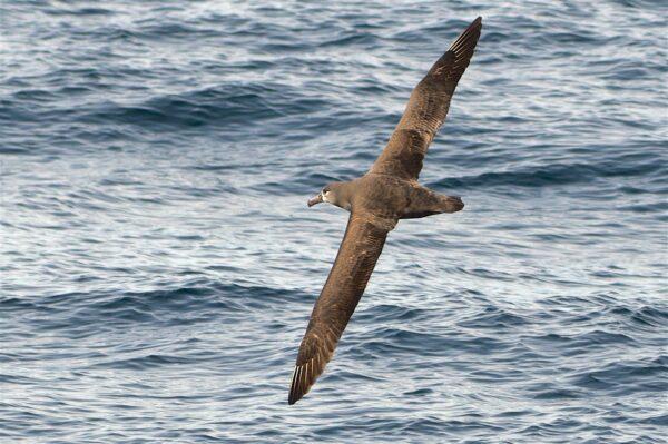 A black-footed albatross makes a rare appearance near our boat. (Courtesy of Chris Gough)