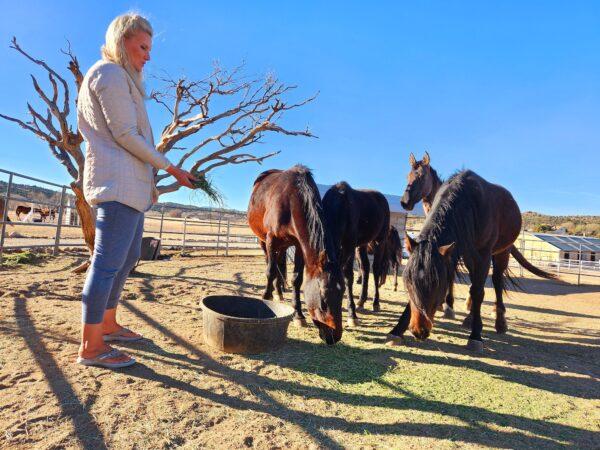 Simone Netherlands of Prescott, Ariz., feeds a group of Alpine wild horse rescues on Nov. 30, 2022. (Allan Stein/The Epoch Times)