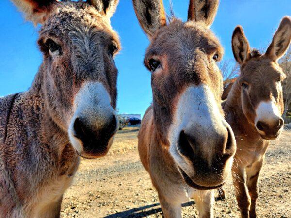 A trio of wild burros were among the many rescued wild animals at the Salt River Wild Horse Management Group sanctuary in Prescott, Ariz., on Nov. 30, 2022. (Allan Stein/The Epoch Times)