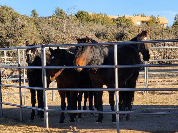 A band of newly arrived Alpine wild horses huddles for safety at the Salt River Wild Horse Management sanctuary in Prescott, Ariz., on Nov. 30, 2022. (Allan Stein/The Epoch Times)