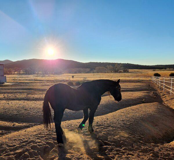 An Alpine wild horse stands against the setting sun at the Salt River Wild Horse Management Group animal sanctuary on Nov. 30, 2022. (Allan Stein/The Epoch Times)