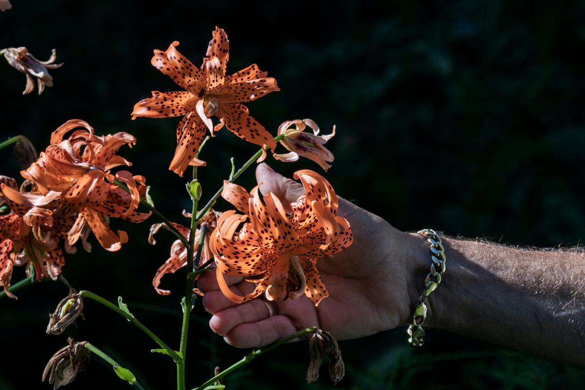 This double tiger lily thrives in Roseville, Minnesota, on Monday, Aug. 22, 2022. Beautiful Garden contest winner Chuck Levine, a retired horticulture educator, maintains a 1-acre garden that is a sanctuary in the city. (Richard Tsong-Taatarii/Minneapolis Star Tribune/TNS)