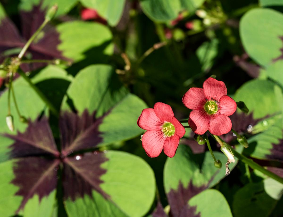 This oxalis lucky clover thrives in Roseville, Minnesota, on Monday, Aug. 22, 2022. Beautiful Garden contest winner Chuck Levine, a retired horticulture educator, maintains a 1-acre garden that is a sanctuary in the city. (Richard Tsong-Taatarii/Minneapolis Star Tribune/TNS)