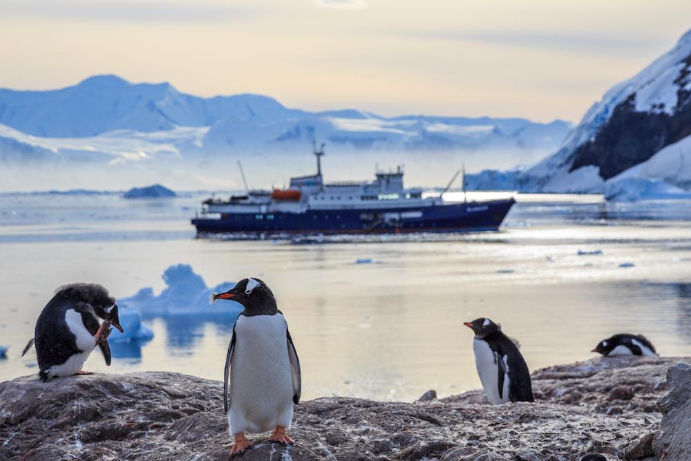 Gentoo penguins may be seen while sailing Antarctica's coastline. (Vadim_N/Shutterstock)