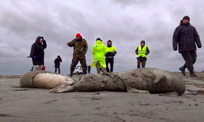 2.500 Dead Seals Found on Russia’s Caspian Coast
