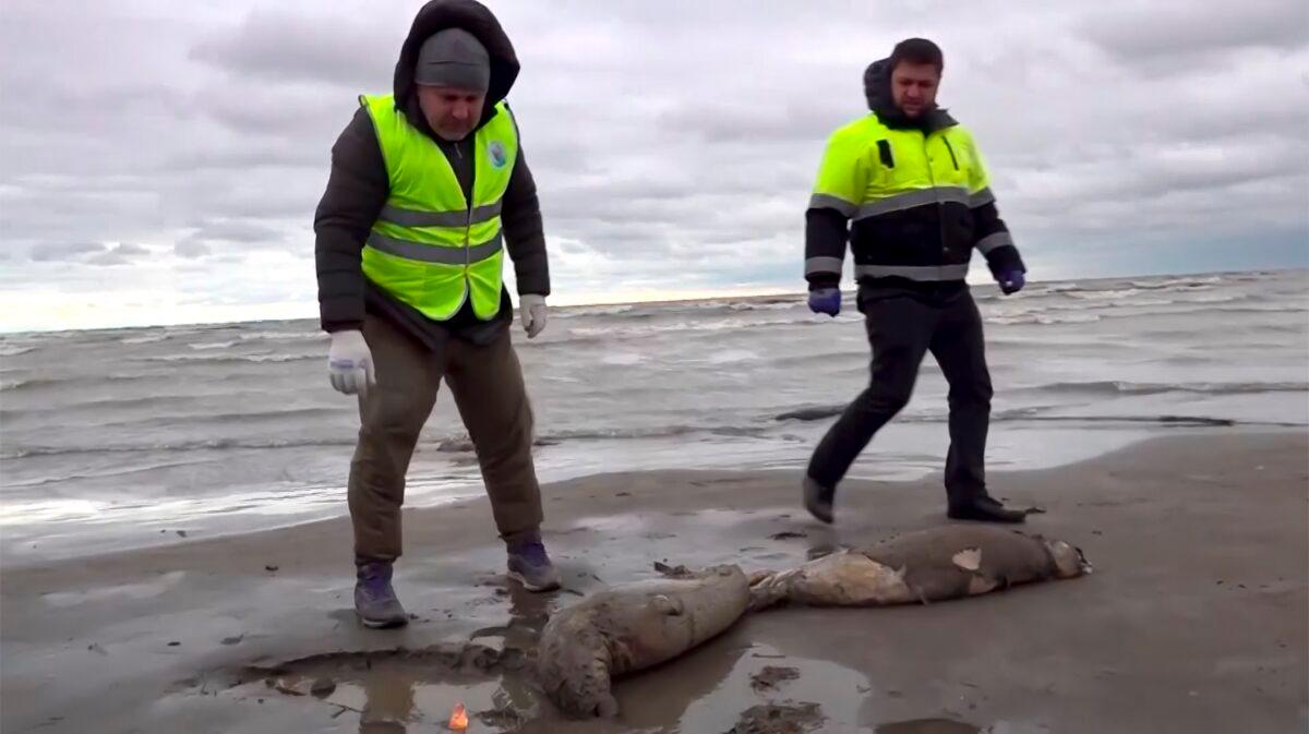 Interdistrict Environmental Prosecutor's Office employees look at the bodies of dead seals on shore of the Caspian Sea, Dagestan, in a still from video released on Dec. 4, 2022. (RU-RTR Russian Television via AP)
