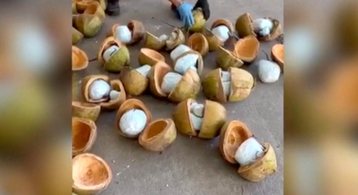 Coconuts filled with fentanyl seized by Mexican authorities in Puerto Libertad, Mexico, on Dec. 1, 2022, in a still from a video. (Prosecutor General's Office of Mexico via AP/Screenshot via The Epoch Times)